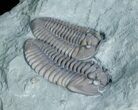 Two Huge, Oldenburg Flexicalymene Trilobites #5526-1